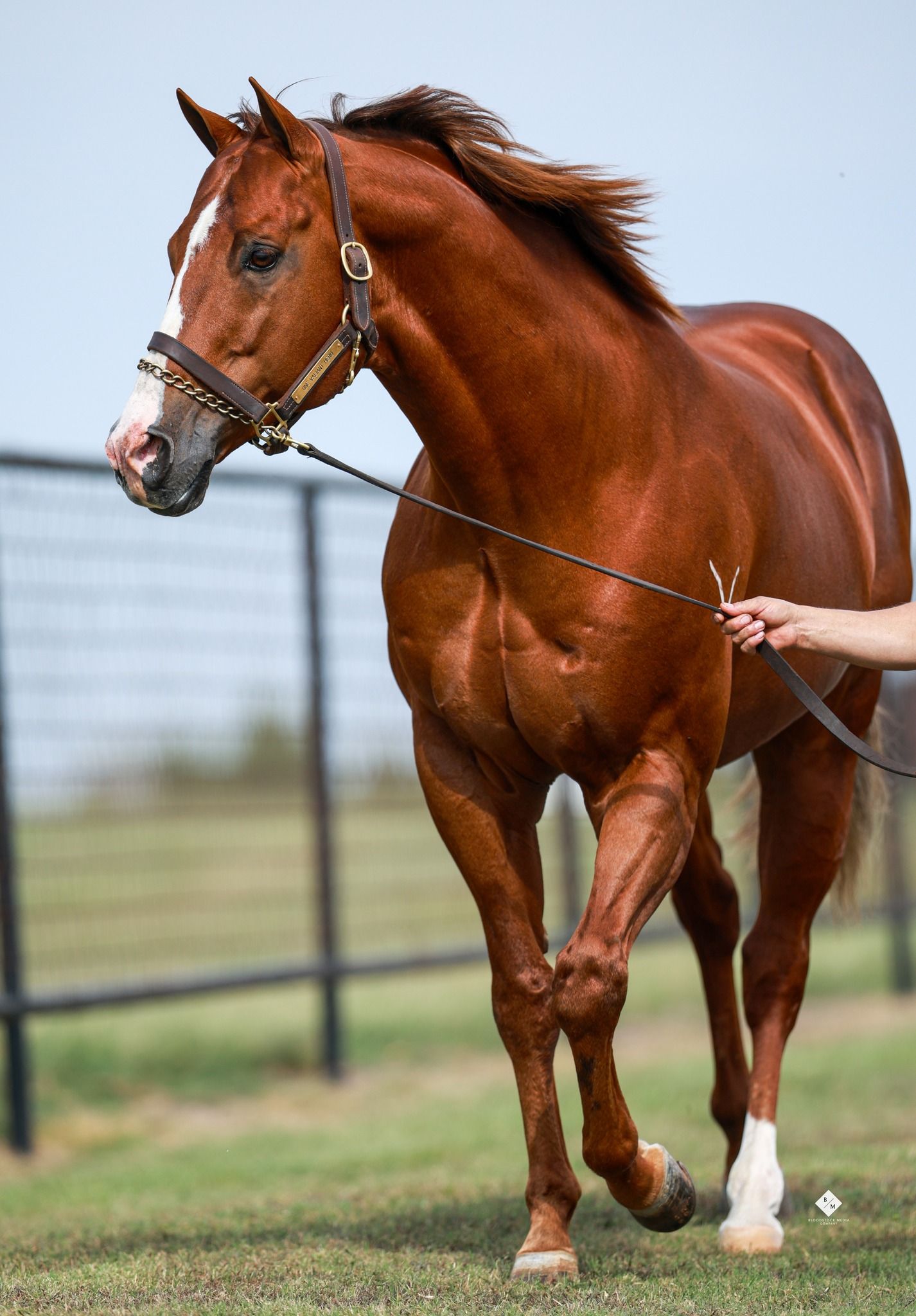 Bloodstock Media Company