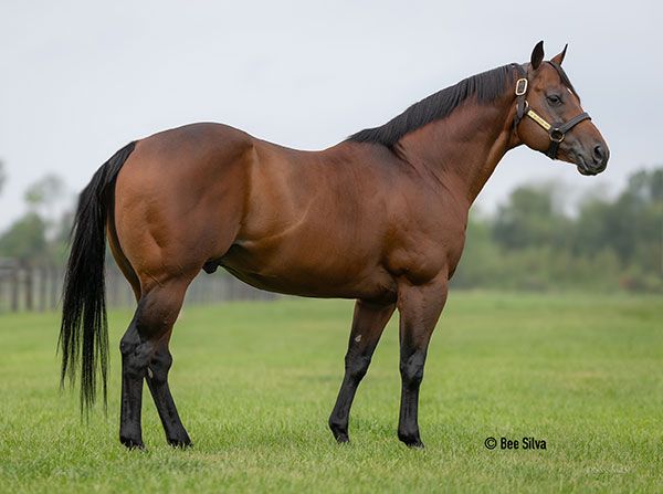 Stallion photographed from a specific angle