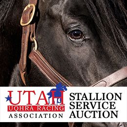 UQHRA Announces First-Come, First-Served Stallion Seasons Following 2026 Auction. 