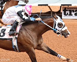 Apolitical Valor, under jockey Jacob Enriquez, was a 1-1/2 length trial winner on day 1 of the Ruidoso QH Futurity trials.