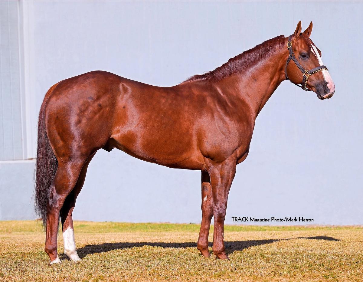 Golden Boi, Cyber Monday, Kj Mucho Macho Man Lead AQHA's Sire Lists