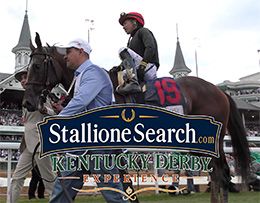 StallioneSearch