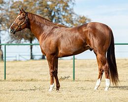 Mr Apollo Jess will stand his third season at Rancho El Dorado in Anthony, New Mexico.