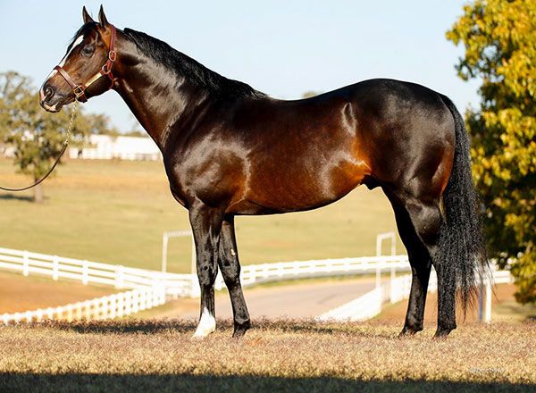 Stallion photographed from a specific angle