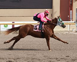 Turbulent (8) was the top Paint of the afternoon, and had

the top 250-yard time overall.