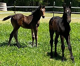 Apolitical Chick (left) and Beleavin as weanlings.