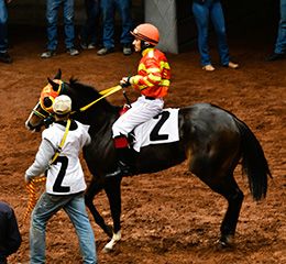 Kc Jess Krash, a full sister to Mexican Triple Crown winner Rey De Manny, will look to qualify for the Restricted Grade 2 Garanones Futurity Final in Sunday’s trials at Hipódromo de las Américas.