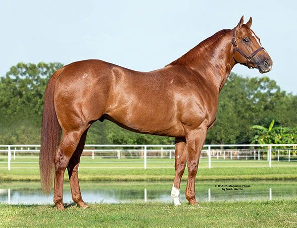 Stallion photographed from a specific angle