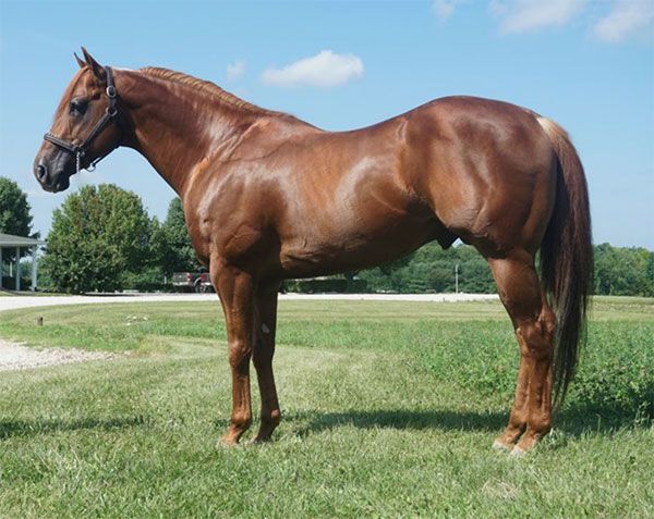 Stallion photographed from a specific angle