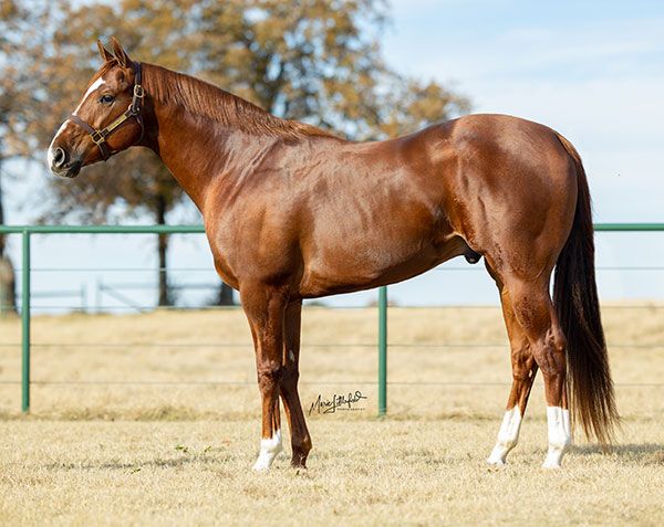 Stallion photographed from a specific angle