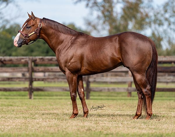 Stallion photographed from a specific angle
