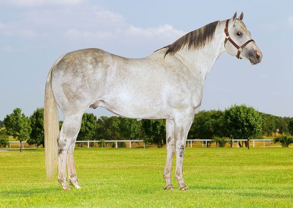 Stallion photographed from a specific angle