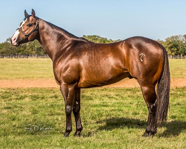 Stallion photographed from a specific angle