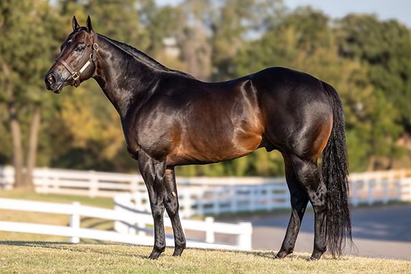 Stallion photographed from a specific angle