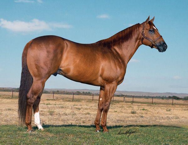 Stallion photographed from a specific angle