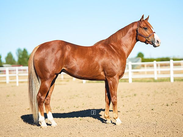 Stallion photographed from a specific angle