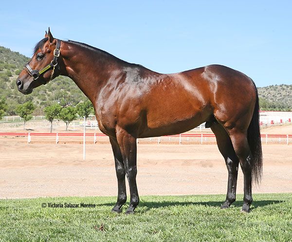 Stallion photographed from a specific angle