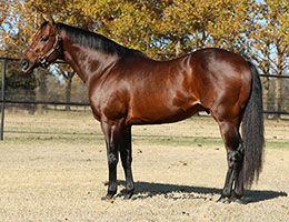 Six-time world champion sire FDD Dynasty sired five qualifiers across three major Rainbow events at The Downs in Albuquerque last week.