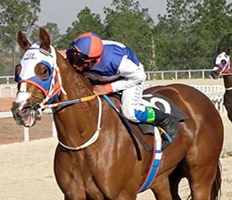 Miss Apolitical Jess has become the best filly of the new generation in Brazil.