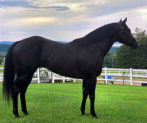 Stallion photographed from a specific angle