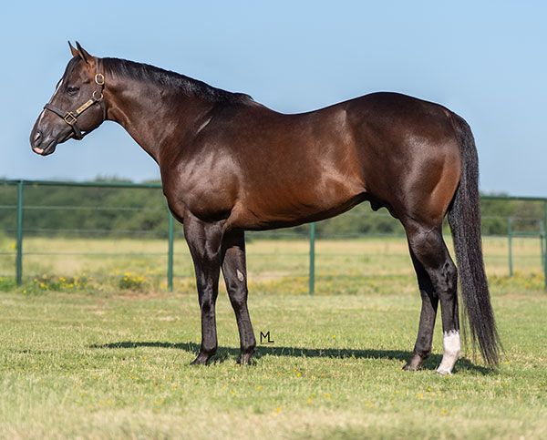 Stallion photographed from a specific angle