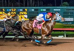 Town Policy Handicap winner Dasha Dynasty will stand his second season at DKWA Ranch in 2025.