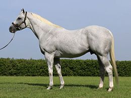 A leading Texas sire Too Much Bling.