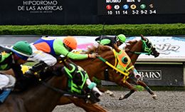 Dk Crystal Favorite, ridden by Alejandro Gomez, wins the $15,800 Las Americas Derby in a photo finish over CC First Dance and CC Regal Jack on Sunday at the Hipodromo de las Americas.