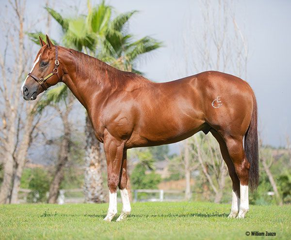 Stallion photographed from a specific angle