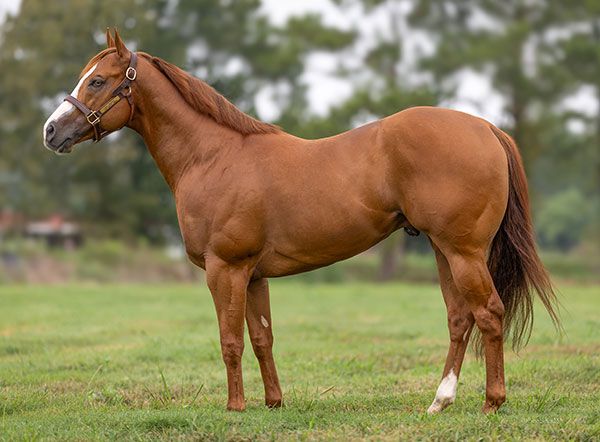 Stallion photographed from a specific angle