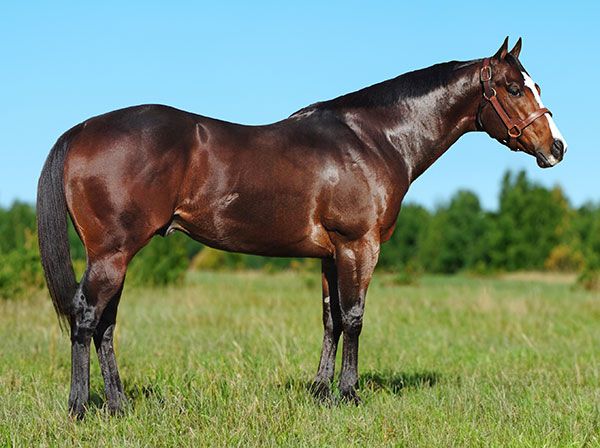 Stallion photographed from a specific angle