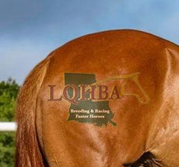 LQHBA