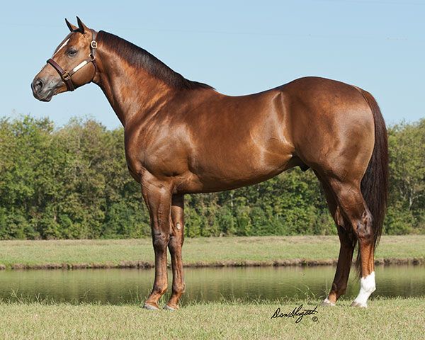 Stallion photographed from a specific angle