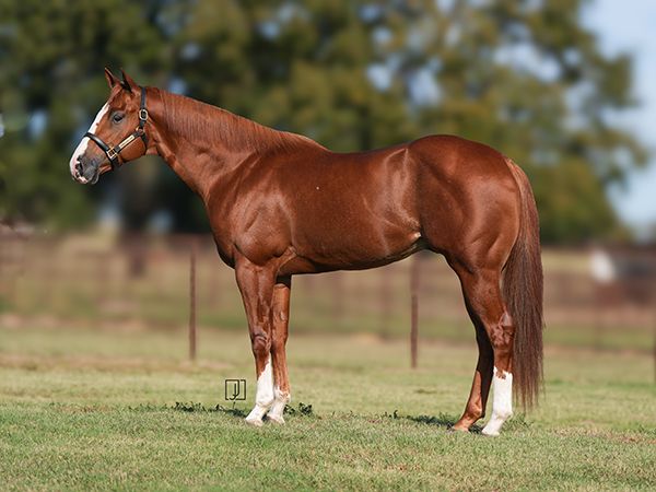 Stallion photographed from a specific angle