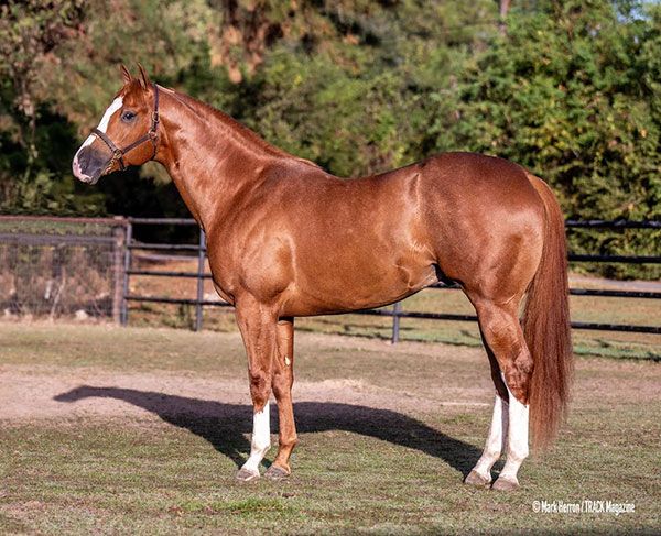 Stallion photographed from a specific angle