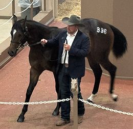 Caliche Walls Interests LLC purchased the sale’s second high-seller, Hip 396 Treasured Empire, for $700,000