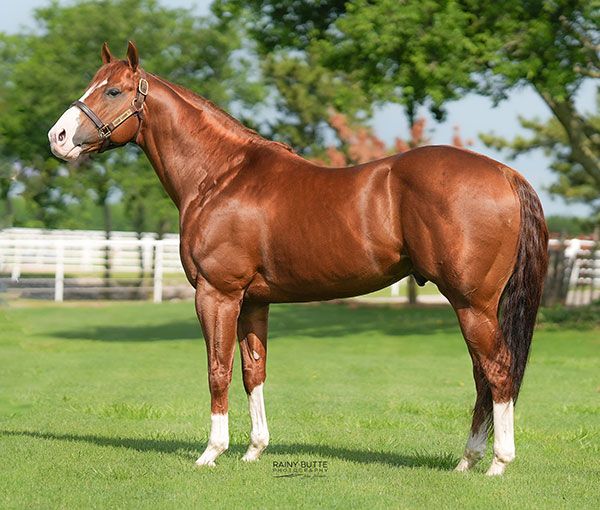 Stallion photographed from a specific angle