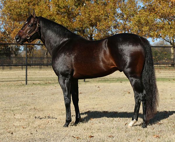 Stallion photographed from a specific angle