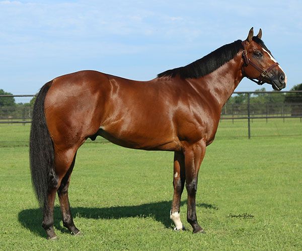 Stallion photographed from a specific angle