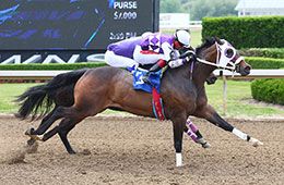 Cindy Lou Who (#3) battles Tcb Stormy Episode in the opening trial on Wednesday at Ajax Downs.