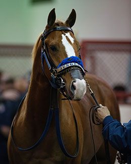 Lethal Cowboy 123 in the Los Alamitos saddling paddock prior to his Grade 1 Sunday night.
