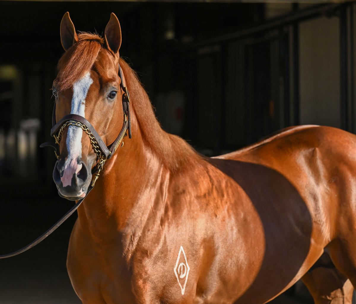 Photo of Apollitical Victory