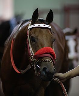 Hott Temptation in the saddling paddock at Los Alamitos Saturday night.