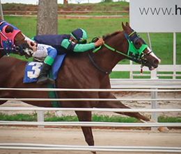 Apollitical Glory secured jockey Vicente Barros’ 15th win of the season. The victory marked the fifth of the seven offspring of Flying Cowboy 123 who have raced at Sorocaba and are winners.