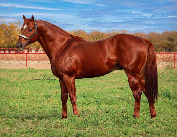 Stallion photographed from a specific angle