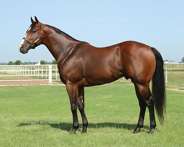 Stallion photographed from a specific angle