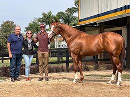 The stallion Red Hawk Cartel begins his first crop in Brazil with success.