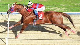 Irinna RMB, the new 350-yard record holder at Hipódromo Sítios Novos, with a time of 17.381 seconds.