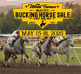 Bucking Horse Sale