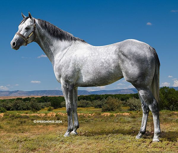 Stallion photographed from a specific angle